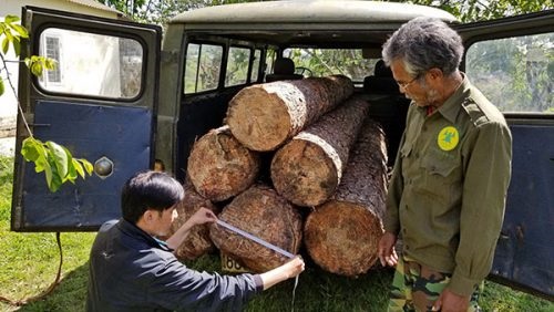 Lâm Đồng: Bắt giữ nhóm đối tượng khai thác gỗ trái phép - Hình 1