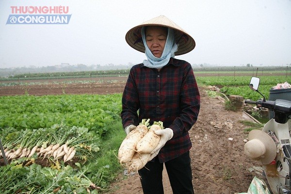 Mê Linh (Hà Nội): Người dân “khóc ròng” vì hơn 1.000 tấn củ cải bị tồn ứ - Hình 3