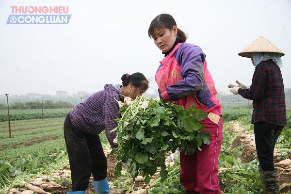Mê Linh (Hà Nội): Người dân “khóc ròng” vì hơn 1.000 tấn củ cải bị tồn ứ - Hình 1