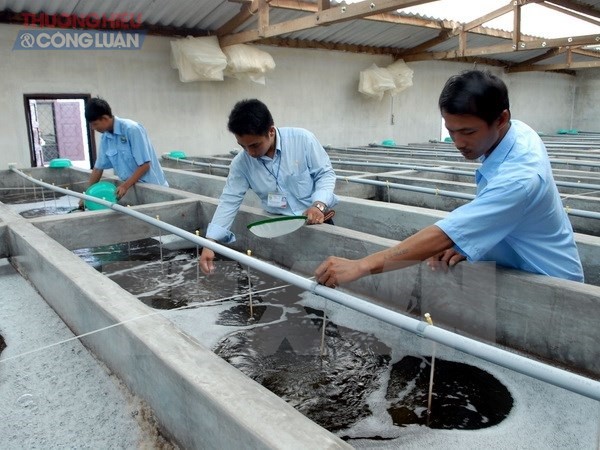 Ứng dụng công nghệ tiên tiến nhằm tăng năng suất sản phẩm tôm