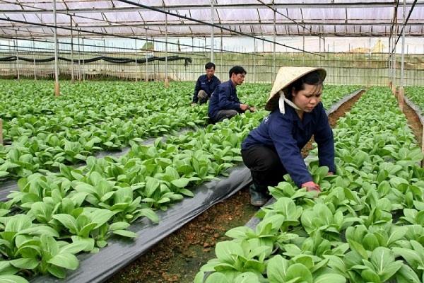 Tây Ninh: Nhiều HTX ứng dụng công nghệ cao vào sản xuất nông nghiệp - Hình 1