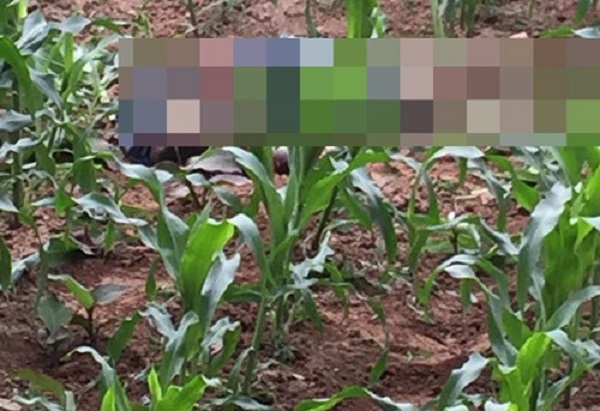 Hà Nội: Điều tra cái chết bất thường của nam thanh niên trong ruộng ngô - Hình 1