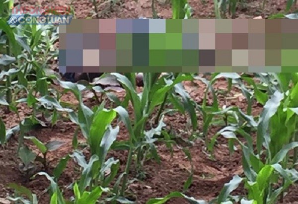 Hà Nội: Điều tra cái chết bất thường của nam thanh niên trong ruộng ngô