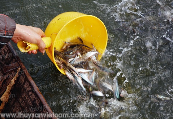 ĐBSCL: Gần 600 tỷ đồng đầu tư sản xuất cá tra giống chất lượng cao