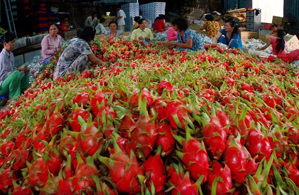 Doanh nghiệp xuất khẩu hoa quả sang Quảng Tây, Trung Quốc cần lưu ý điều gì? - Hình 1