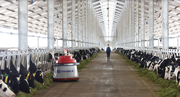 Khánh thành trang trại bò sữa công nghệ cao Vinamilk Thanh Hóa - Hình 2