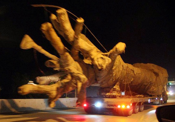 Tướng CSGT phủ nhận liên quan tới xe chở cây khổng lồ trên quốc lộ 1A