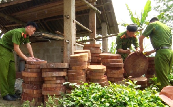 Huyện Vị Xuyên (Hà Giang): Bắt giữ 298 khúc gỗ dạng thớt nghi là gỗ nghiến - Hình 1