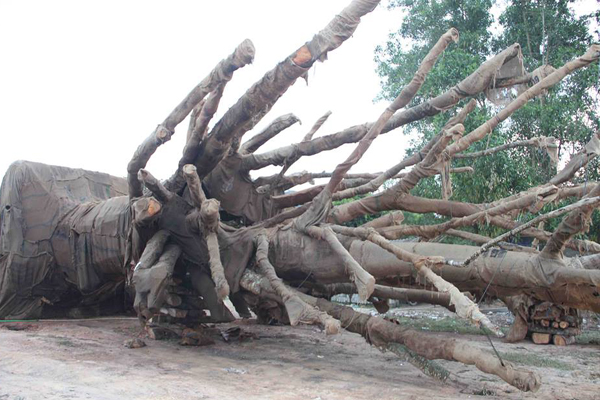 Vụ cây "siêu khủng": Cây có nguồn gốc rõ ràng?