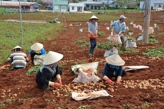 Đà Lạt: Nông dân lại “méo mặt” vì nông sản rớt giá - Hình 2
