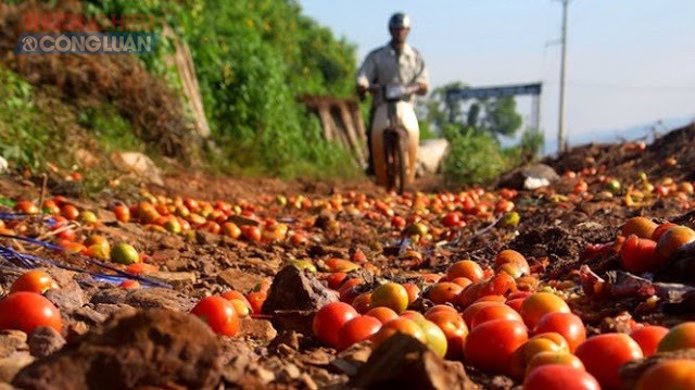 Đà Lạt: Nông dân lại “méo mặt” vì nông sản rớt giá - Hình 1
