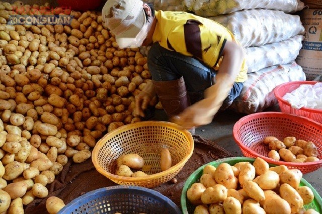 Đà Lạt: Nông dân lại “méo mặt” vì nông sản rớt giá - Hình 3