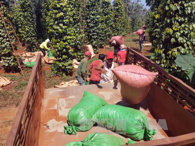 Hồ tiêu: Giá thấp nhất trong vòng 5 năm qua