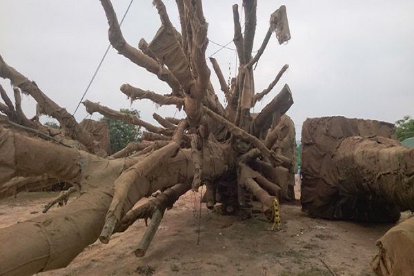 Người sở hữu 3 cây “quái thú” bị tạm giữ tại TT-Huế khai gì?