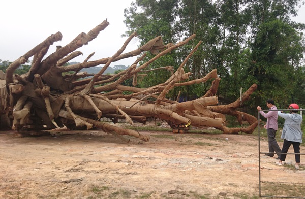 Người sở hữu 3 cây “quái thú” bị tạm giữ tại TT-Huế khai gì? - Hình 2