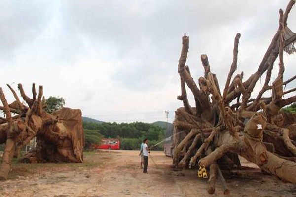 Vụ 3 cây "siêu khủng": Trả lại 2/3 cây cho chủ sở hữu