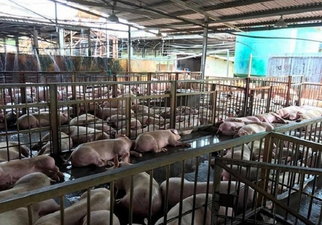 TP. HCM: Kiến nghị quy định mức tối đa lượng thuốc an thần trong thịt