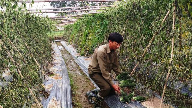 Thanh Hóa: Trong một đêm 8 sào mướp đắng của người dân bị kẻ xấu nhổ sạch gốc