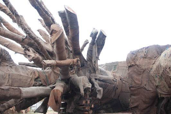 Điểm dừng chân cuối cùng của 3 cây "siêu khủng" vẫn là một bí ẩn