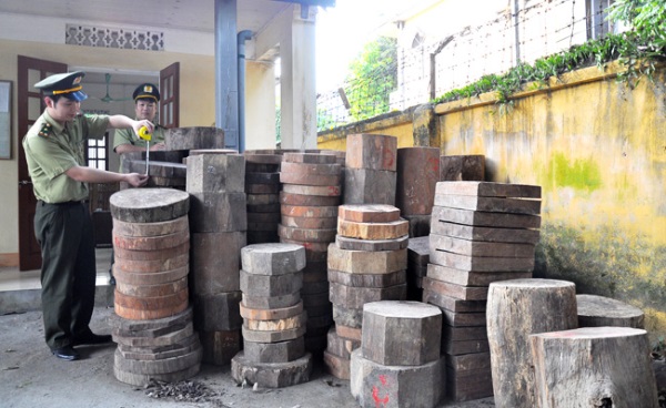 Tuyên Quang: Tạm giữ xe tải chở 310 khúc gỗ chưa đủ thủ tục - Hình 1