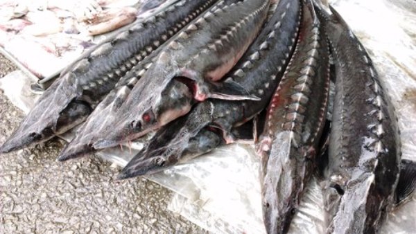 Lào Cai: Bắt giữ và tiêu hủy 151 kg cá tầm nhập lậu - Hình 1