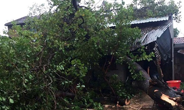 Đắk Lắk: Hàng tram ngôi nhà và cây trồng bị lốc cuốn - Hình 2