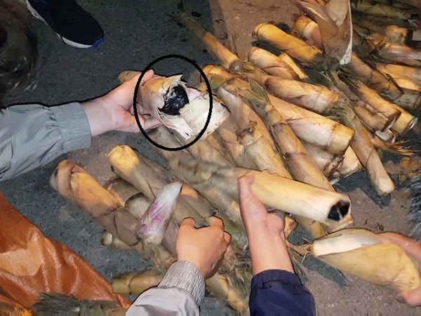 Hà Nội: Bắt quả tang đối tượng vận chuyển 500 viên ma túy trong thân cây măng