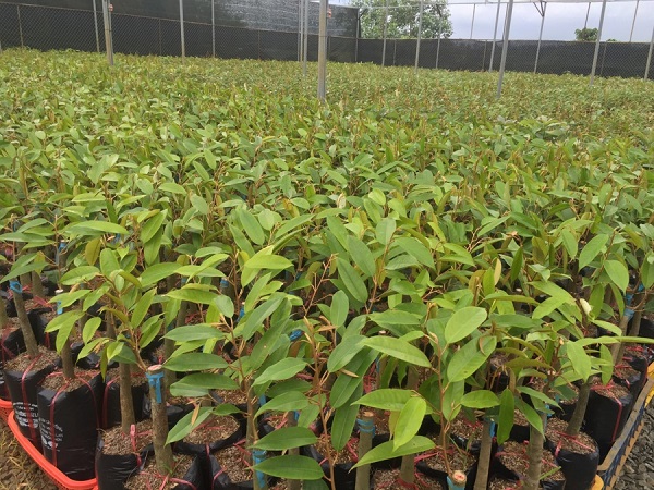 Lâm Đồng: Đột nhập vườn ươm trộm cây giống trị giá hàng trăm triệu đồng - Hình 1