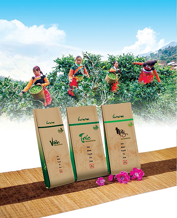 Shanam: Thương hiệu trà cổ thụ hàng đầu