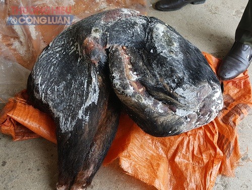 Quảng Bình: Khởi tố vụ án giết hại động vật quý hiếm tại VQG Phong Nha - Kẻ Bàng - Hình 1