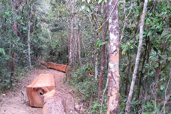 Gia Lai: Khẩn trương điều tra nhóm đối tượng cướp tang vật phá rừng - Hình 1
