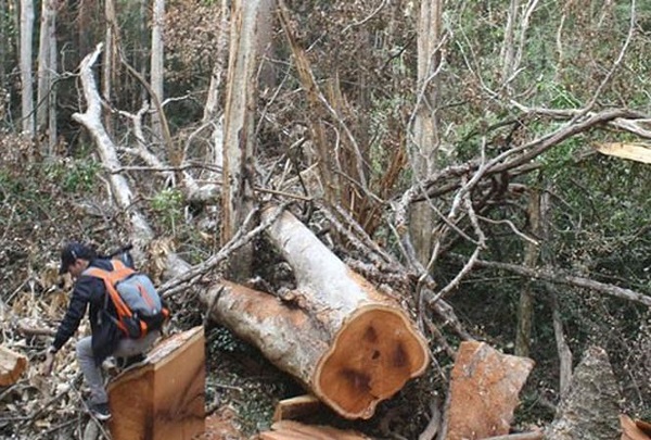 Bắt giữ một vụ phá rừng quy mô lớn tại Vườn quốc gia Yok Đôn - Hình 1