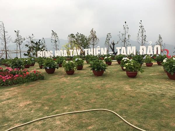 Vĩnh Phúc: Vườn hoa Cẩm Tú Cầu làm “nức lòng” giới trẻ