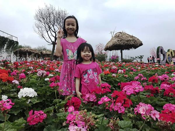Vĩnh Phúc: Vườn hoa Cẩm Tú Cầu làm “nức lòng” giới trẻ - Hình 8