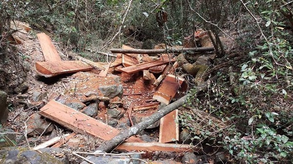 Bắt giữ một vụ phá rừng quy mô lớn tại Vườn quốc gia Yok Đôn - Hình 2
