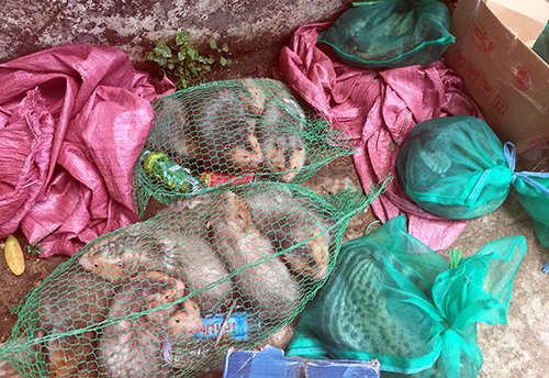 Bắt giữ động vật hoang dã đang vận chuyển trên ôtô khách