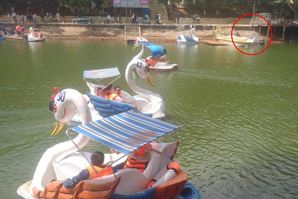 Gia Lai: Dịch vụ vui chơi thiên nga trên Hồ Diên Hồng liệu có đúng pháp luật và bảo đảm an toàn?