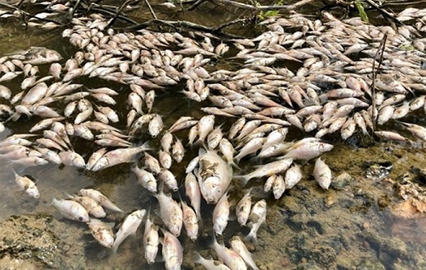Quảng Ngãi: Điều tra nguyên nhân cá chết hàng loạt trên sông Bàu Giang - Hình 1