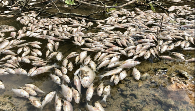 Chưa rõ nguyên nhân tình trạng cá chết nổi trắng sông Bàu Giang - Hình 1