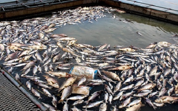 Hải Dương: Hàng trăm tấn cá nuôi lồng bị chết đồng loạt - Hình 1