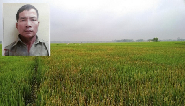 Thanh Hóa: Cả ruộng lúa chết khô vì bị kẻ xấu phun thuốc cỏ cháy - Hình 1