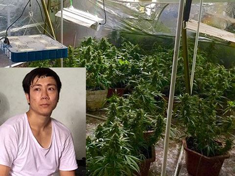 Cựu sinh viên trồng cần sa, truyền đạo “Hội thánh đức chúa trời”