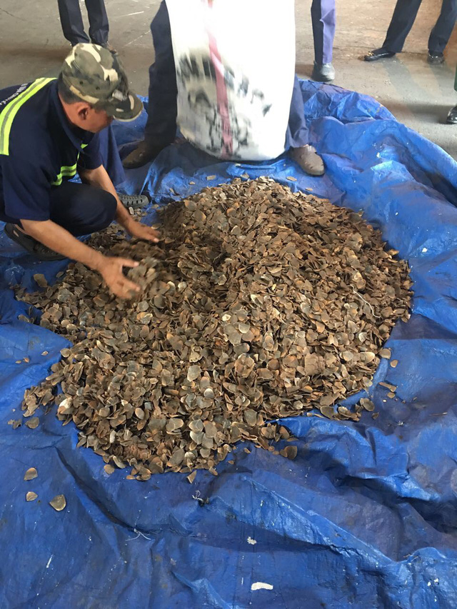 Phát hiện 3,3 tấn vảy tê tê trong lô hàng hạt điều