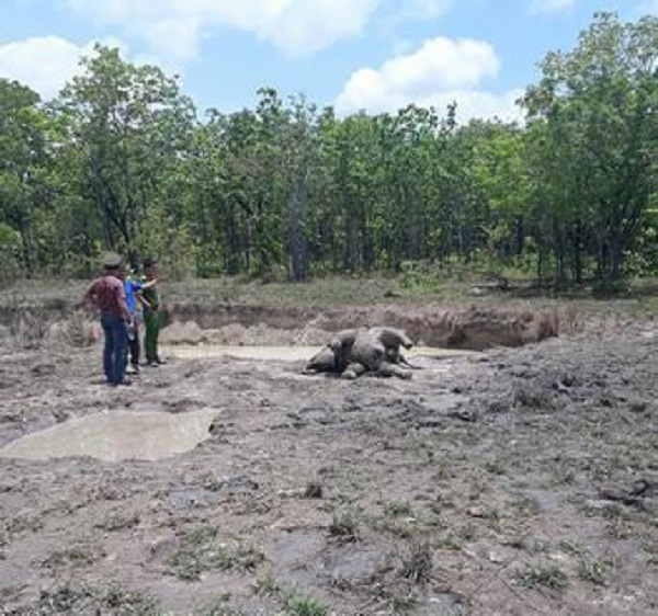 Phát hiện một cá thể voi rừng chết trong khu vực Vườn quốc gia Yok Đôn - Hình 1