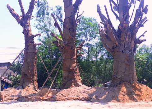Phó Thủ tướng yêu cầu làm rõ trách nhiệm vụ chở cây cổ thụ 'khủng' - Hình 2