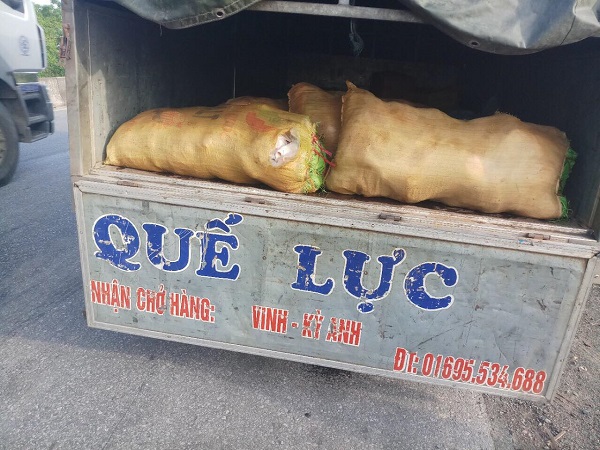 Bắt xe ô tô vận chuyển hơn 300 kg da lợn hôi thối ra Nghệ An tiêu thụ - Hình 1