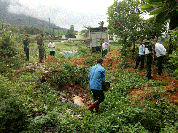 Quảng Ninh: Bắt giữ và tiêu hủy 1,3 tấn lợn nái nhập lậu