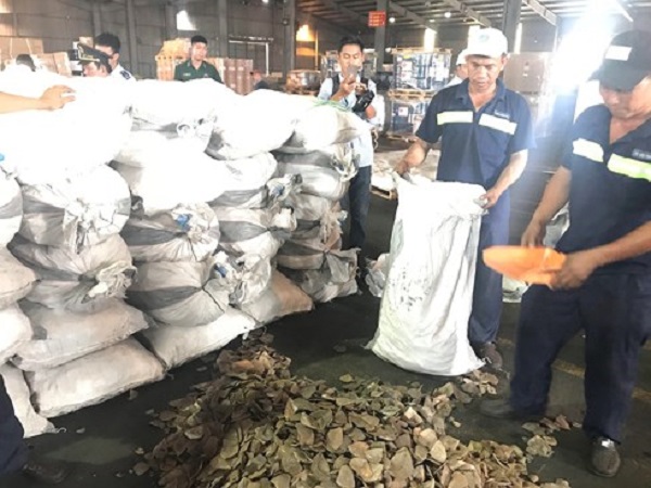 Kết luận giám định lô hàng gần 3,8 tấn vảy tê tê trong 2 container cập cảng Cát Lái - Hình 1