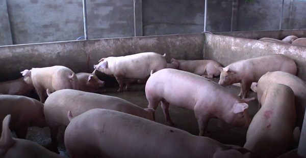 Phát hiện cơ sở bơm nước vào heo tại Đồng Nai