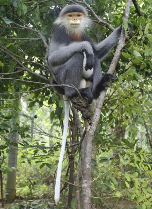 Bị phạt hơn 350 triệu đồng vì tàng trữ 8 cá thể Voọc chà vá chân đen cực kỳ quý hiếm